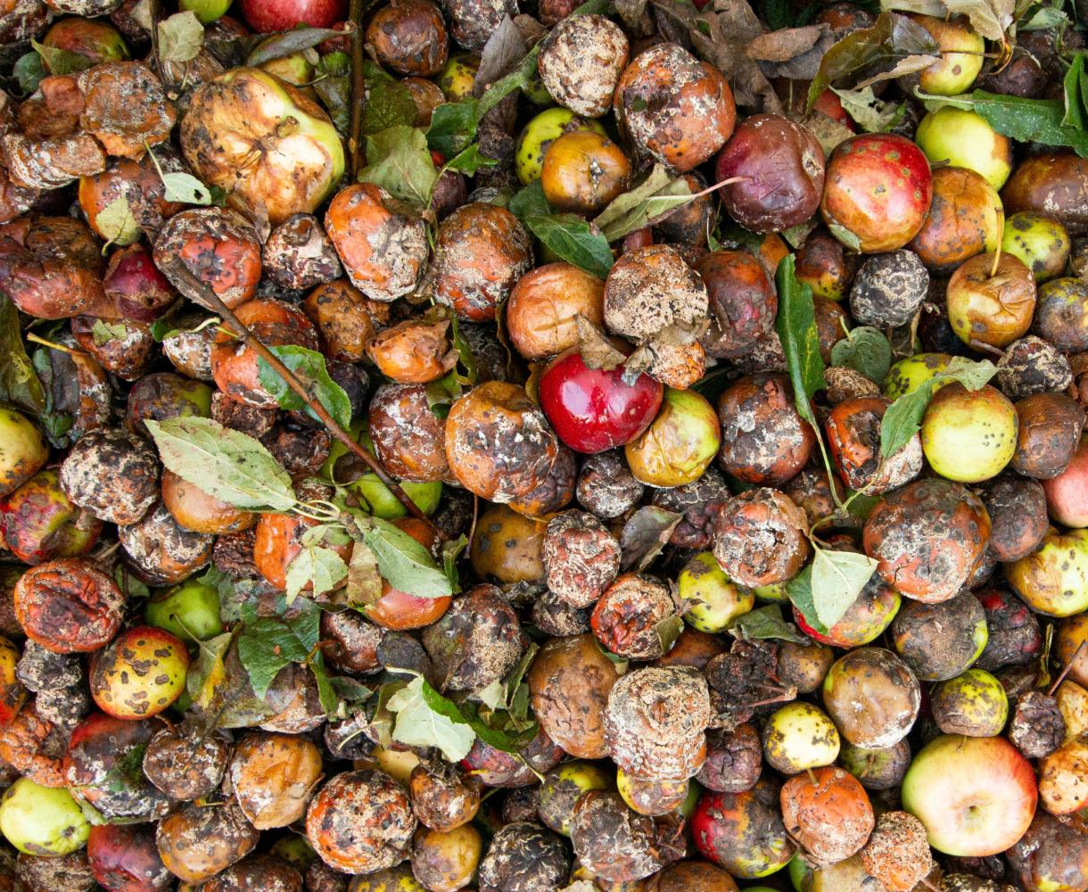 How to Recycle Your Organic Waste Into Renewable Energy